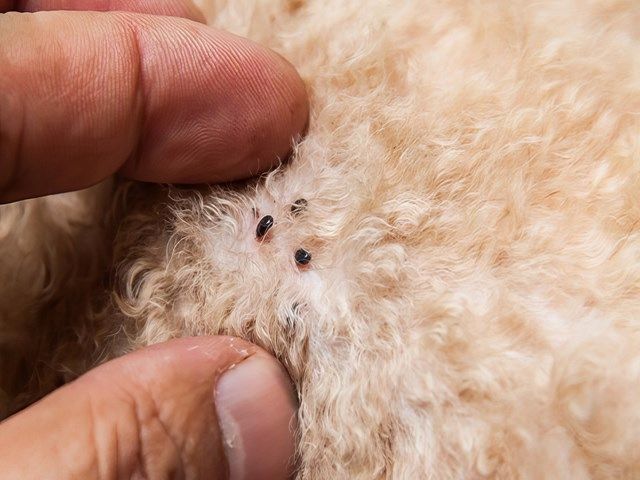 flea-treatments-2-kireth-ai